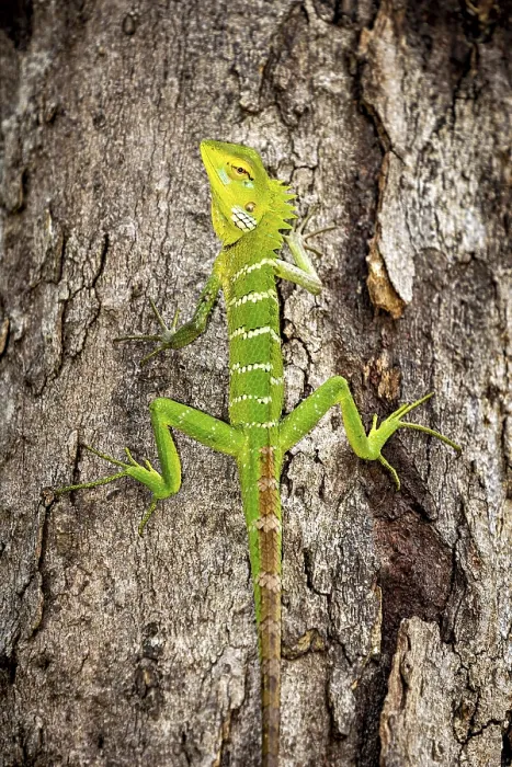 Framed Print : Calotes versicolor Print - Indian Garden Lizard Framed Print : Calotes versicolor Print - Indian Garden Lizard