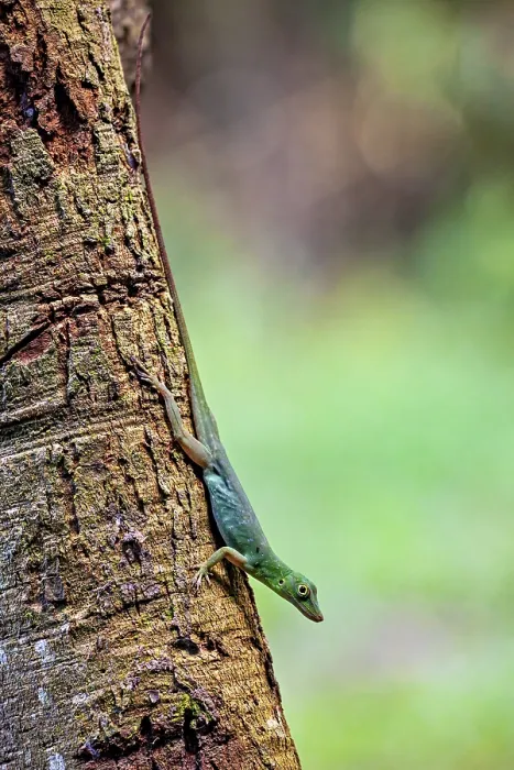 Framed Print : A Green Lizard Climbs a Tree Trunk Print Framed Print : A Green Lizard Climbs a Tree Trunk Print