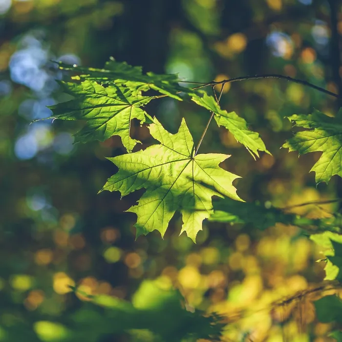 Framed Print : Green Maple Foliage Print on Forest Background Framed Print : Green Maple Foliage Print on Forest Background