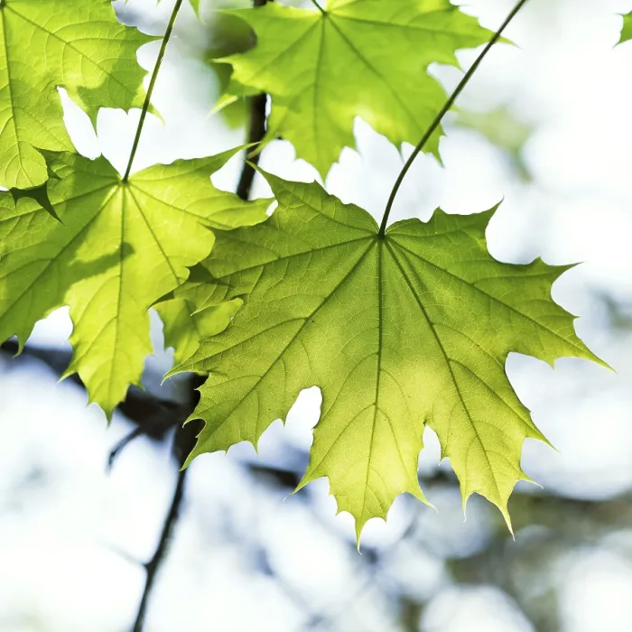 Framed Print : Green Maple Leaf Lit by the Sun Close-up Print Framed Print : Green Maple Leaf Lit by the Sun Close-up Print
