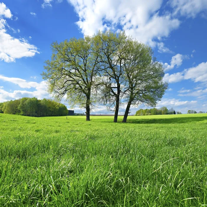 Framed Print : Green Meadow Print, Weida Germany Framed Print : Green Meadow Print, Weida Germany