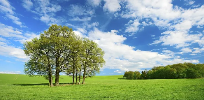 Framed Print : Green Meadow with Trees in Spring Print, Weida, Germany Framed Print : Green Meadow with Trees in Spring Print, Weida, Germany