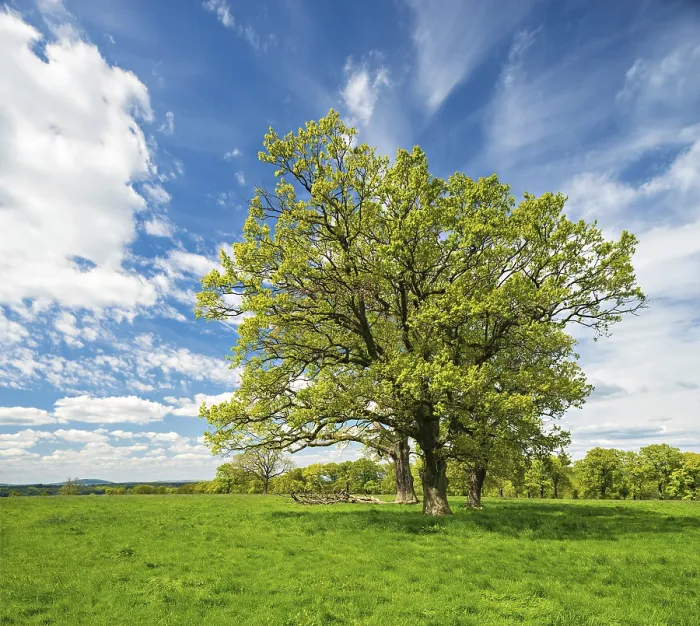 Framed Print : Green Meadow with Trees in Spring Print, Reinhardswald, Germany