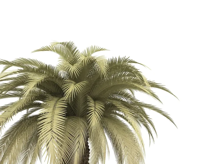 Framed Print : Green Palm Print on White Background Framed Print : Green Palm Print on White Background
