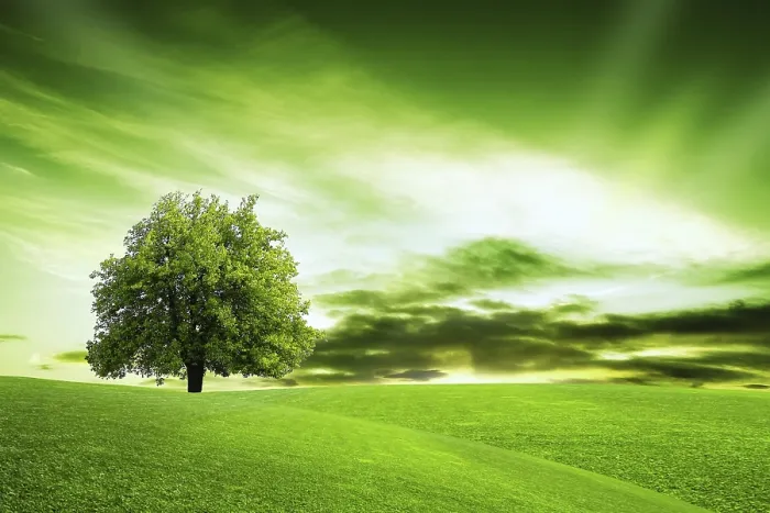 Framed Print : Our Green Planet Print Framed Print : Our Green Planet Print