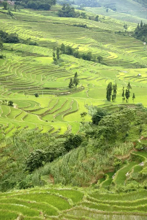 Framed Print : Green Rice Fields Print, Yuanyang, Yunnan Province, China Framed Print : Green Rice Fields Print, Yuanyang, Yunnan Province, China