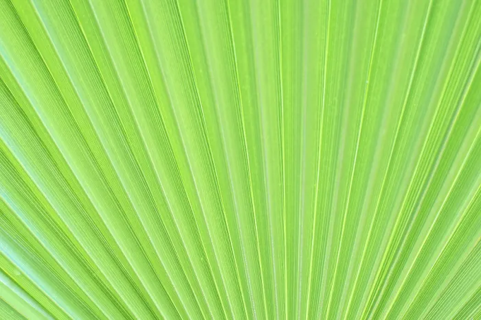 Framed Print : Green texture of palm leaf Print from imageBROKER