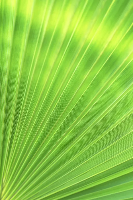 Framed Print : Green Palm Leaf Print from imageBROKER Framed Print : Green Palm Leaf Print from imageBROKER