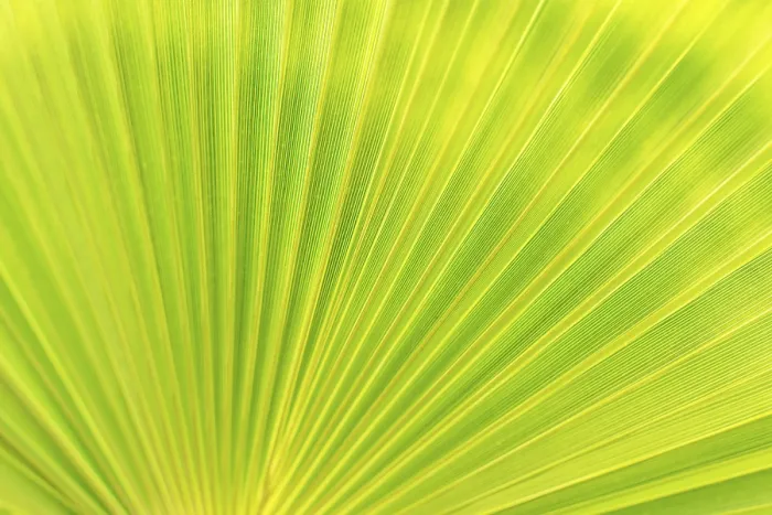 Framed Print : Green Palm Leaf Print from imageBROKER Framed Print : Green Palm Leaf Print from imageBROKER
