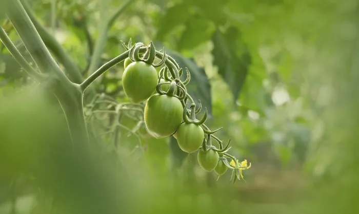 Framed Print : Green Tomatoes on the Vine Print Framed Print : Green Tomatoes on the Vine Print