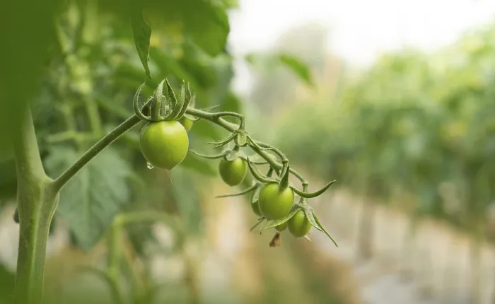 Framed Print : Green Tomatoes on the Vine Print Framed Print : Green Tomatoes on the Vine Print