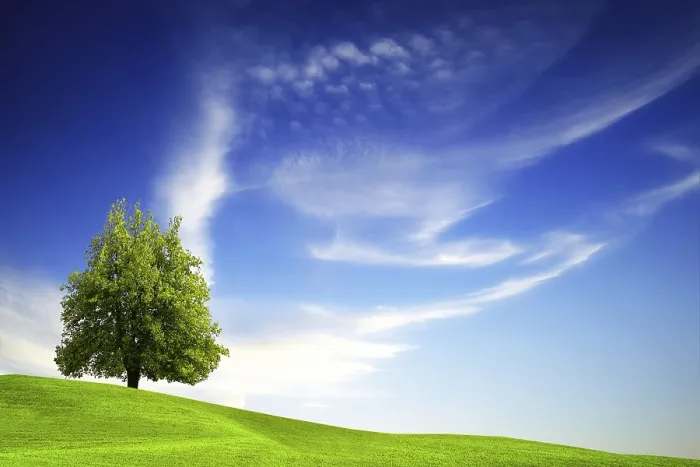 Framed Print : Green Tree on Blue Sky Print Framed Print : Green Tree on Blue Sky Print