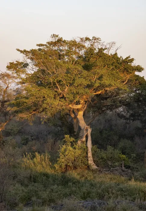 Framed Print : Green Tree in Evening Light Print, Kruger National Park Framed Print : Green Tree in Evening Light Print, Kruger National Park