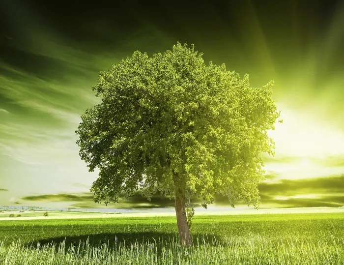 Framed Print : Green Tree Nature Print Framed Print : Green Tree Nature Print