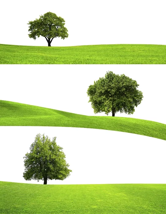 Framed Print : Green Tree Nature Print Framed Print : Green Tree Nature Print