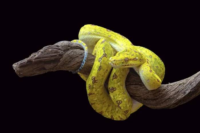 Framed Print : Green Tree Python Print Framed Print : Green Tree Python Print