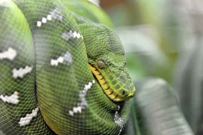 Framed Print : Green Tree Python Print - Terrazoo, Germany