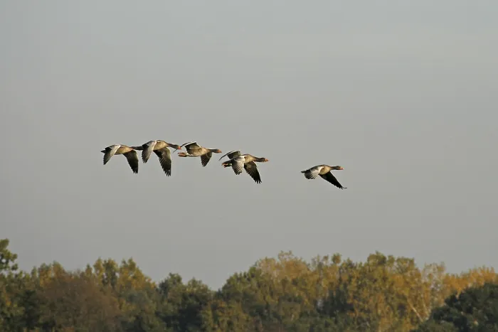 Framed Print : Grey Geese in Flight Print Framed Print : Grey Geese in Flight Print