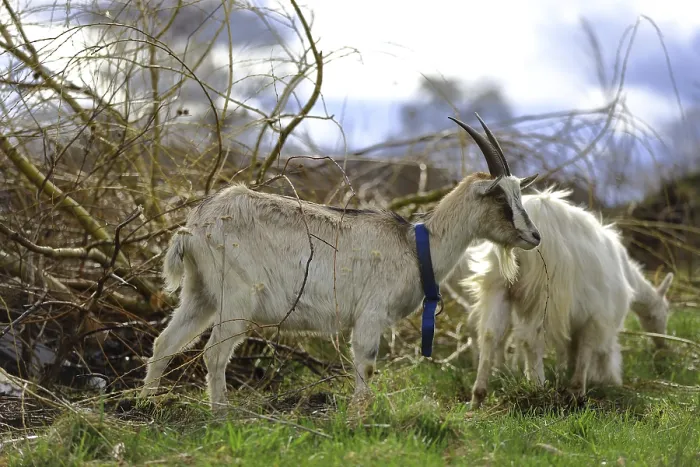 Framed Print : A Grey Goat Eats Young Tree Shoots Print Framed Print : A Grey Goat Eats Young Tree Shoots Print