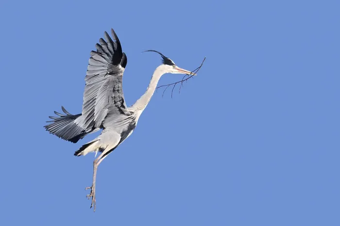 Framed Print : Grey Heron in Flight with Nesting Material Print, Germany Framed Print : Grey Heron in Flight with Nesting Material Print, Germany