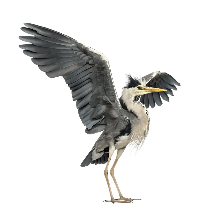 Framed Print : Grey Heron Print: Mating Dance, Ardea Cinerea Framed Print : Grey Heron Print: Mating Dance, Ardea Cinerea