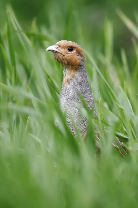 Framed Print : Grey Partridge (Perdix perdix) Print - Rooster in a Meadow Framed Print : Grey Partridge (Perdix perdix) Print - Rooster in a Meadow