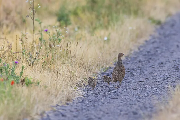 Framed Print : Grey Partridge Print - Female with Young, Hesse, Germany
