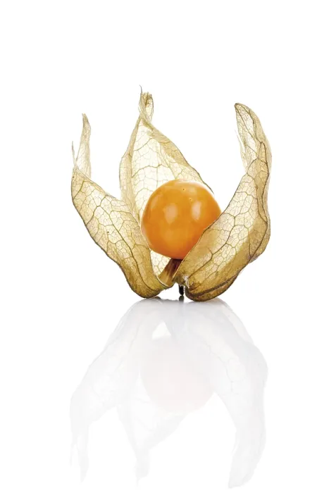 Framed Print : Ground Cherry Print (Physalis) Framed Print : Ground Cherry Print (Physalis)