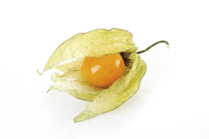 Framed Print : Groundcherry (Physalis) Print Framed Print : Groundcherry (Physalis) Print