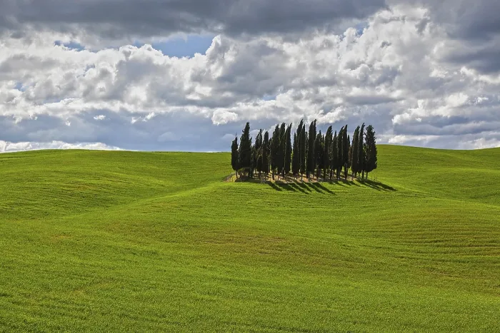 Framed Print : Group of Cypresses in Cornfield Print, Val d'Orcia, Italy Framed Print : Group of Cypresses in Cornfield Print, Val d'Orcia, Italy