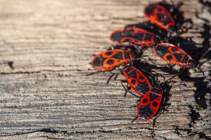 Framed Print : Firebugs on Weathered Wood Print Framed Print : Firebugs on Weathered Wood Print
