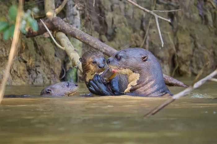 Framed Print : Giant Otters Playing in the Pantanal River Print Framed Print : Giant Otters Playing in the Pantanal River Print