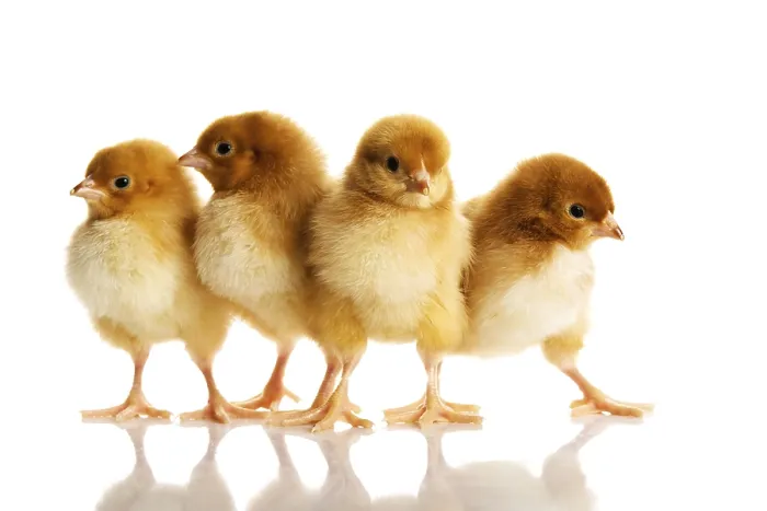 Framed Print : Small Chicks Print - Isolated on White