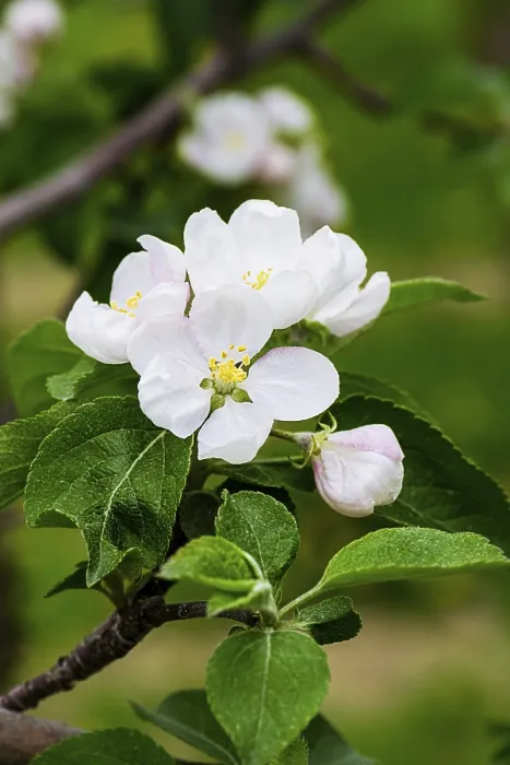 Framed Print : White Apple Tree Blossoms Print Framed Print : White Apple Tree Blossoms Print