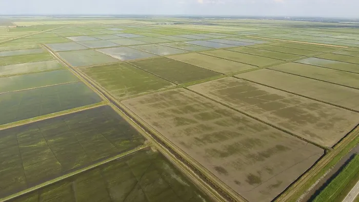 Framed Print : Rice Paddy Print: Agronomic Methods of Growing Rice Framed Print : Rice Paddy Print: Agronomic Methods of Growing Rice