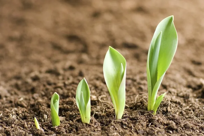Framed Print : Growing Tulips Print by ImageBROKER Framed Print : Growing Tulips Print by ImageBROKER