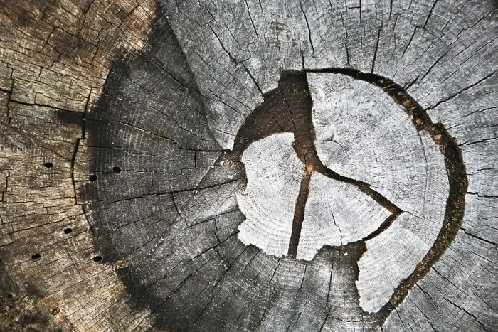 Framed Print : Growth Rings of a Tree Print Framed Print : Growth Rings of a Tree Print