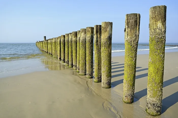 Framed Print : Groynes with algae and Barnacles at low tide Print, Wangerooge, Germany Framed Print : Groynes with algae and Barnacles at low tide Print, Wangerooge, Germany