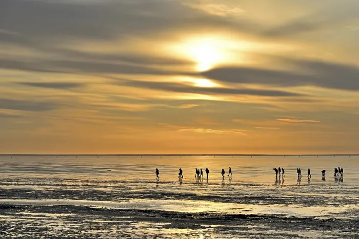 Framed Print : Guided Mudflat Tour Evening Print, Lower Saxony Wadden Sea Framed Print : Guided Mudflat Tour Evening Print, Lower Saxony Wadden Sea