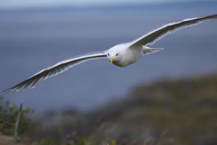 Framed Print : Gull in Flight Print Framed Print : Gull in Flight Print