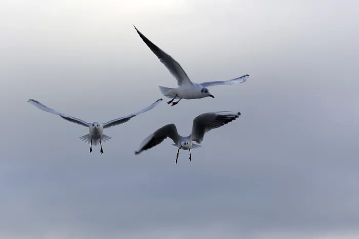 Framed Print : Gulls in Flight Print Framed Print : Gulls in Flight Print