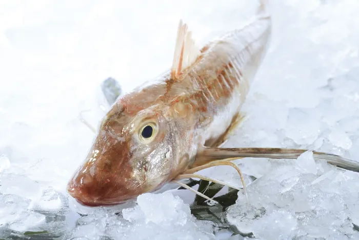 Framed Print : Gurnard Fish Print Framed Print : Gurnard Fish Print