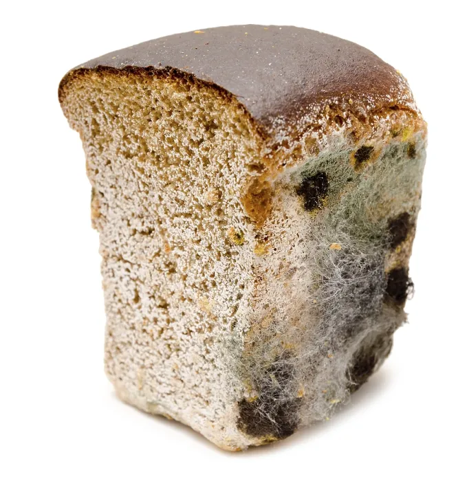 Framed Print : Mouldy Rye Bread Print Framed Print : Mouldy Rye Bread Print