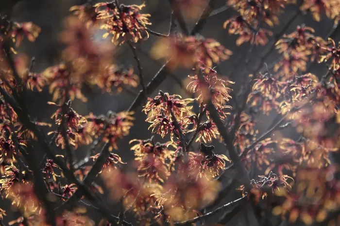 Framed Print : Hamamelis Winter Landscape Print, Germany Framed Print : Hamamelis Winter Landscape Print, Germany