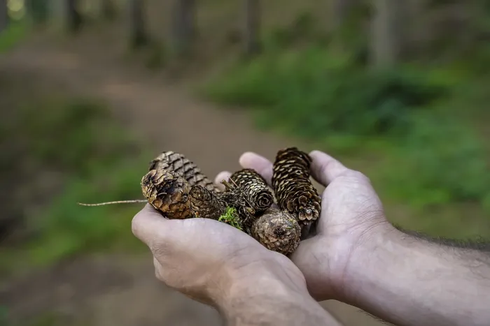 Framed Print : Black Forest Hand with Pine Cone Print, Germany Framed Print : Black Forest Hand with Pine Cone Print, Germany