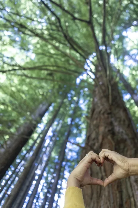 Framed Print : Hands in Heart Shape against Australian Tree, Print Framed Print : Hands in Heart Shape against Australian Tree, Print