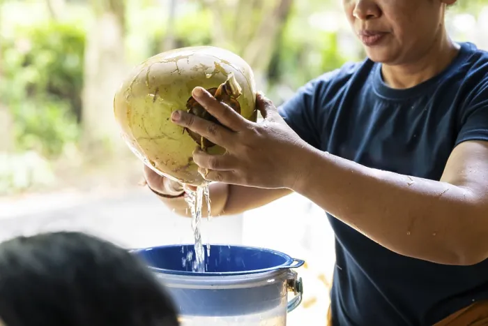 Framed Print : Hands Open Fresh Coconut Print Framed Print : Hands Open Fresh Coconut Print