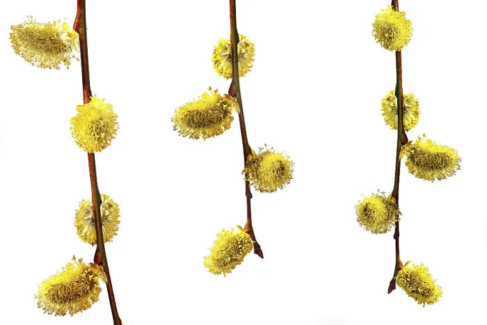 Framed Print : Three Hanging Branches with Catkins Print Framed Print : Three Hanging Branches with Catkins Print