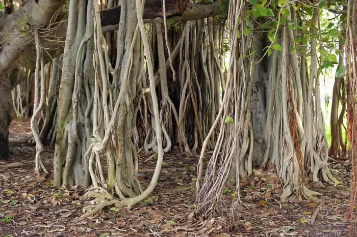 Framed Print : Hanging Branches of a Strangler Fig Print Framed Print : Hanging Branches of a Strangler Fig Print