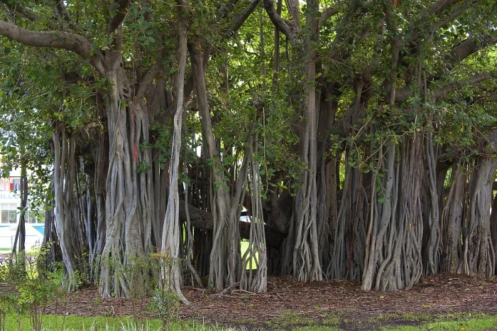 Framed Print : Hanging Branches of a Strangler Fig Print Framed Print : Hanging Branches of a Strangler Fig Print